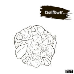 Outline vegetable, cauliflower sketch.