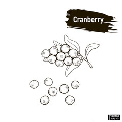Outline berry, cranberry sketch.