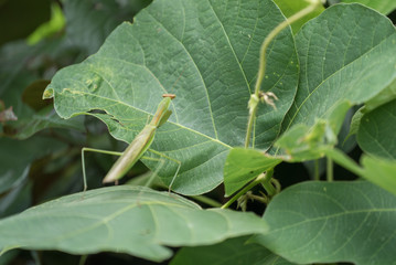 獲物を探すカマキリ
