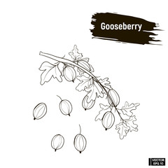 Outline berry, gooseberry sketch.
