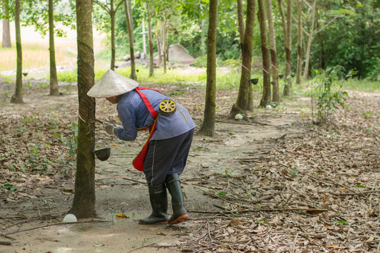 Asian women tapping on the rubber tree