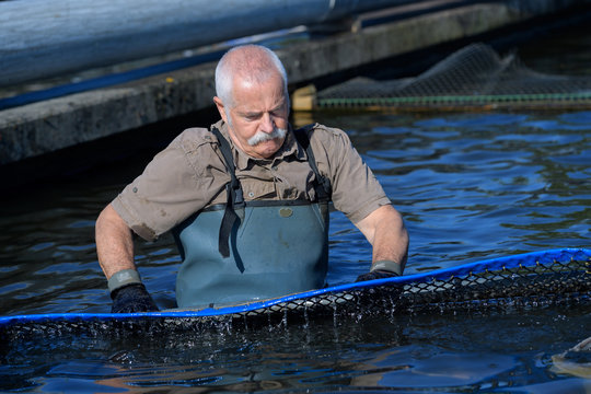 old man taking care of his fish farm