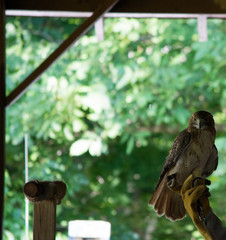 Red Tailed Hawk on Glove 2