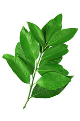 Obraz premium dal parçası