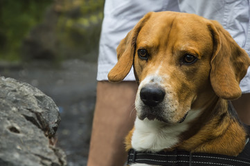 Portrait of beagle