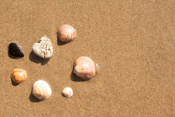 Fototapeta na wymiar a stone in the shape of a heart and shells on sea sand