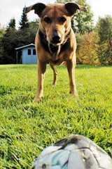 Ball-fixiert