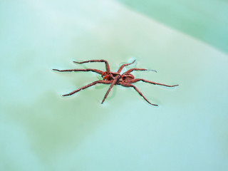 huge tropical jumping spider on water