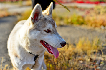 a hussy dog in a park on the grass, a mongrel

