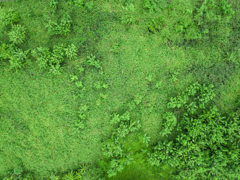 Top view of the green forest.