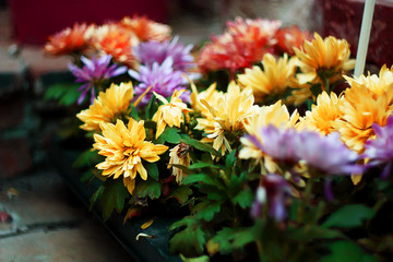  colorful chrysanthemums in the garden
