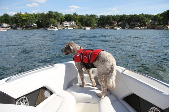 Dog wearing a life vest