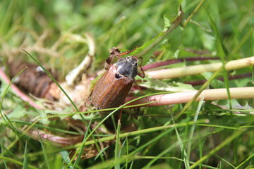 may bug cockchfer