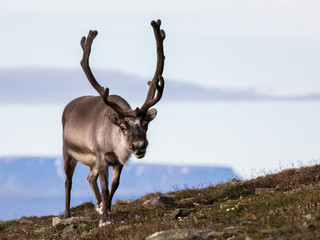 Svalbard male reindeer with big antlers walking in Bjorndalen in summer, Svalbard