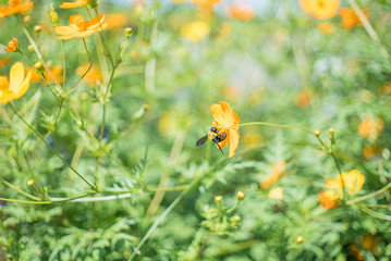 一生懸命に蜜を集めるハチとキバナコスモス