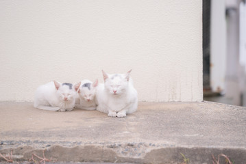 仲良く寄り添う白猫の親子