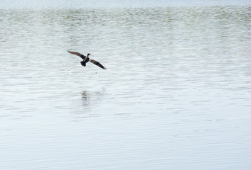 Fototapeta na wymiar Cormorant Duck Gliding Over Lake