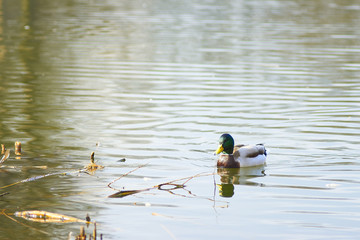 Kaczki pływają po jeziorze w słoneczny dzień © Rajtar photography