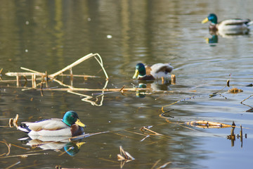 Kaczki pływają po jeziorze w słoneczny dzień