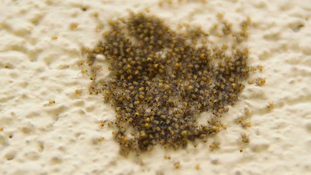 flock of small yellow spiders