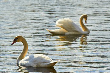 Łabędzie pływają po jeziorze w słoneczny dzień © Rajtar photography