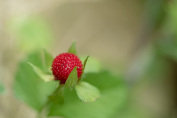赤い実，イチゴ，ヘビイチゴ