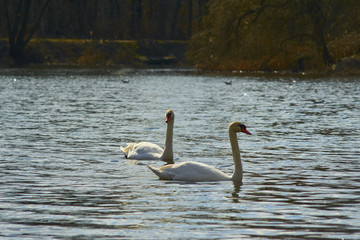 Łabędzie pływają po jeziorze w słoneczny dzień © Rajtar photography