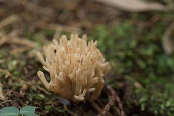 サンゴのようなキノコ