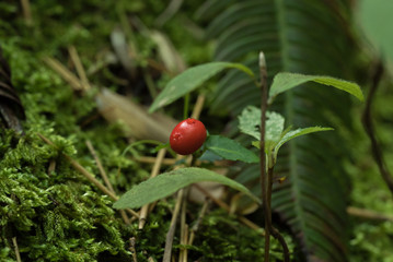森の中の小さな赤い実
