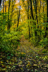 Fototapeta na wymiar gravel road with foliage in dark autumn forest in the evening