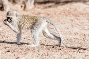 Obraz premium Vervet monkey with extended tail and food in hand