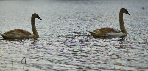 Piękne łabędzie pływają po jeziorze w słoneczny letni dzień © Rajtar photography