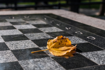 Jesienny liść na polu szachowym - obrazy, fototapety, plakaty