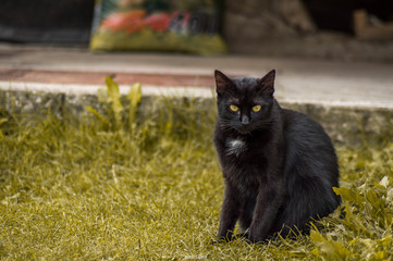 Black cat