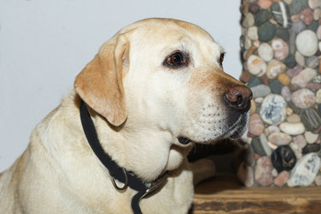 Labrador