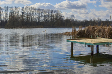 Piękne łabędzie pływają po jeziorze w słoneczny letni dzień © Rajtar photography