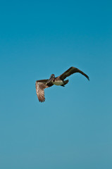 Brown pelican / Souring mature brown pelican flying of an isolated sandy beach in the Gulf of Mexico