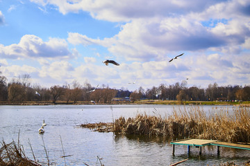 Piękne łabędzie pływają po jeziorze w słoneczny letni dzień © Rajtar photography