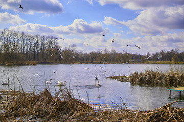 Piękne łabędzie pływają po jeziorze w słoneczny letni dzień