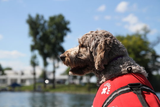 Portrait Of Dog In A Life Jacket