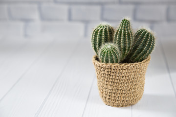 cactus in a knitted pot. Handmade