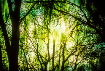 Artistic background with trees and moody green light