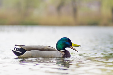 Kaczki pływają po jeziorze w letni słoneczny dzień © Rajtar photography