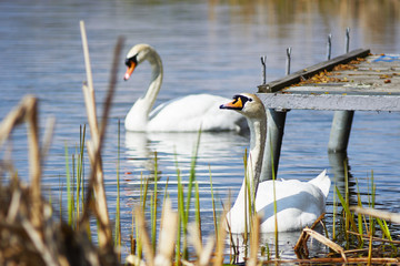 Piękne łabędzie pływają po jeziorze w słoneczny letni dzień © Rajtar photography