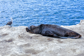 Gull and sea lion