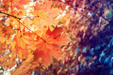 Autumn maple leaves