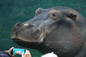 Hippopotame amphibie - ZooParc de Beauval