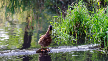 Kaczki pływają po jeziorze w letni słoneczny dzień © Rajtar photography