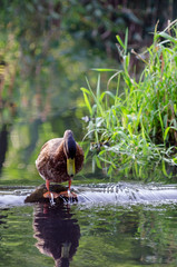 Kaczki pływają po jeziorze w letni słoneczny dzień © Rajtar photography