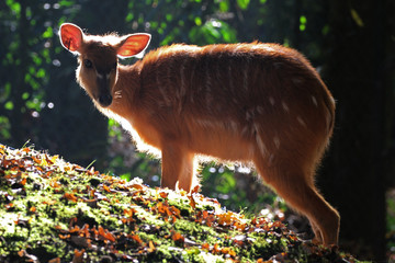 Sitatunga - ZooParc de Beauval